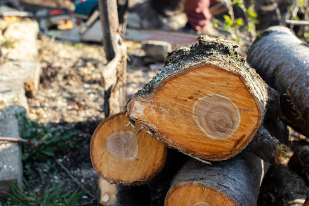 Best Storm Damage Tree Cleanup  in Roaming Shores, OH